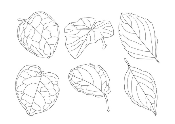 Leaves line single leaf and leaf pattern black Bring to color decorate on white background illustration  vector - Foto, Imagem