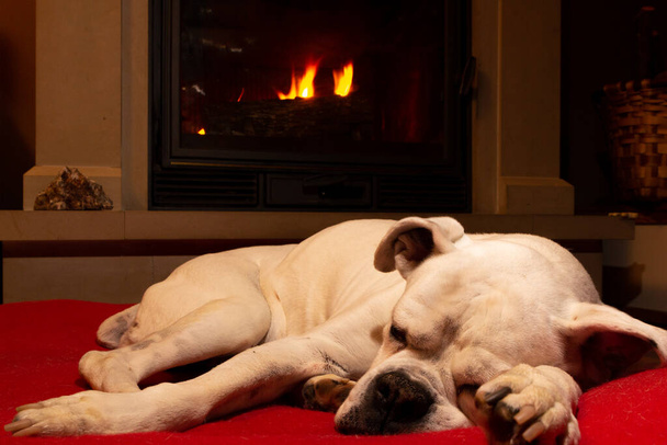 Cane da boxer bianco che dorme su un tappeto rosso vicino al camino in fiamme. Cane da riposo. - Foto, immagini