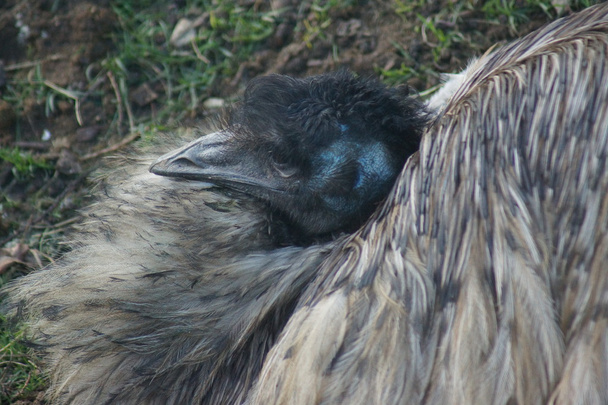 zagnieżdżanie emu - emu noveahollandiae - Zdjęcie, obraz