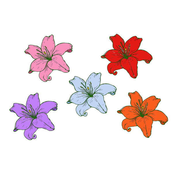 Set of flowers of multi-colored lilies isolated on a white background. - Vecteur, image