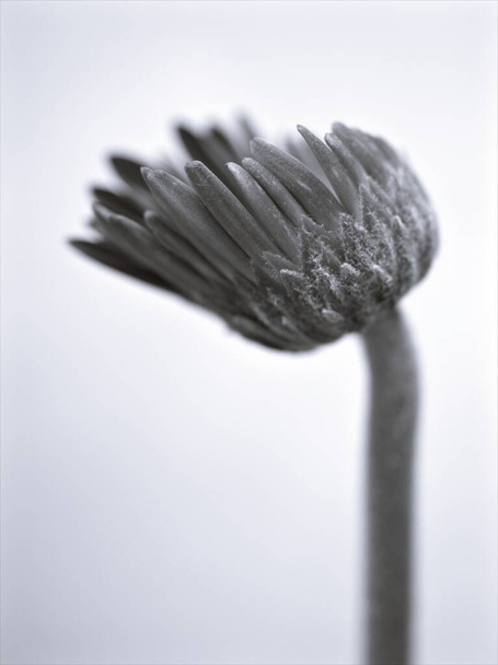 flor em preto e branco imagem, Gerbera margarida Transvaal broto plantas de flores e fundo borrado, macro e velho estilo vintage foto para design de cartão - Foto, Imagem