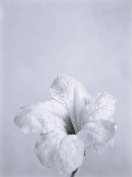 黒と白のイメージの花、ルエリア・トベローサ野生のペチュニアの花の植物と背景のぼやけて、マクロとカードデザインのための古いヴィンテージスタイルの写真 - 写真・画像