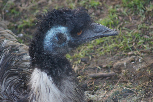 Emú de anidación - Dromaius noveahollandiae
 - Foto, imagen