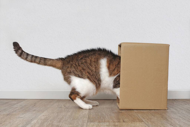 Zvědavá tupá kočka strčila hlavu do lepenkové krabice. Boční pohled s mezerou pro kopírování. - Fotografie, Obrázek