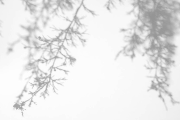 Beyaz bir duvarda köknar dallarının gölgeleri - Fotoğraf, Görsel