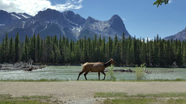 Picture of Elk in Canmore, Canada - Φωτογραφία, εικόνα
