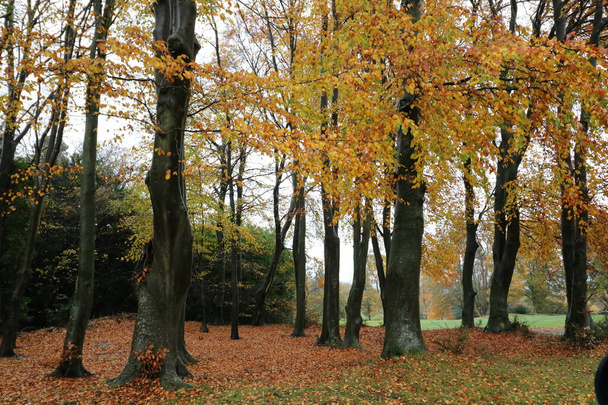 Вид осенних или осенних деревьев с желтой и оранжевой листвой - Фото, изображение