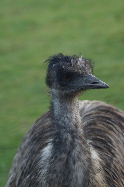 EMU - emoes noveahollandiae - Foto, afbeelding