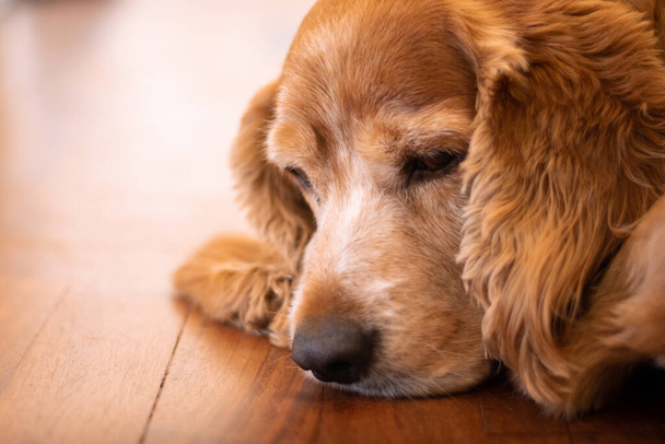 Κόκερ Σπάνιελ σκυλί ξεκουράζεται στο πάτωμα με μια δραματική ματιά σκέφτεται σοβαρά για τη ζωή του - Φωτογραφία, εικόνα