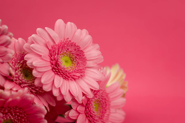 Flor Gerbera sobre fondo rosa - Foto, imagen