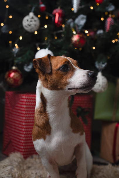 Happy New Year and Merry Christmas! Dog Jack Russell Terrier sits near a Christmas tree.  Copy space. Vertical - Fotó, kép