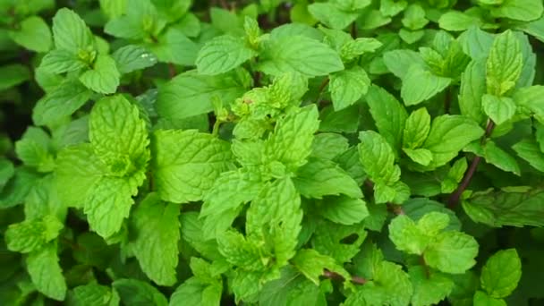 Growing fresh mint in the sun. Home growing herbs and spices - Footage, Video