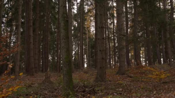 Sonbahar günü bitmeyen kozalaklı ormanın resimsel manzarası - Video, Çekim