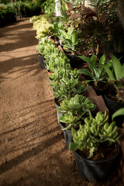 Pflanzen zum Verkauf in Töpfen entlang des Weges in einem Geschäft mit Setzlingen, Seitenansicht - Foto, Bild