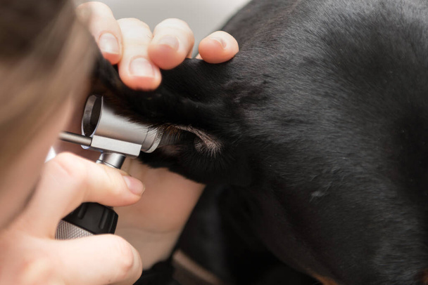 Dierenarts onderzoekt het oor van de hond met een otoscoop  - Foto, afbeelding