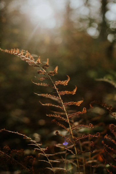 A closeup shot of autumn fern leaf - 写真・画像