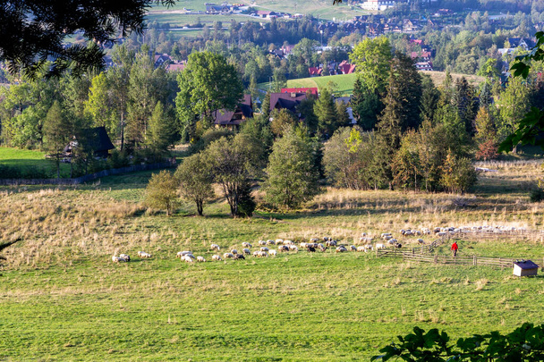 タトラ山脈ザコパネの牧草地での伝統的な羊の放牧、背景に洗練された高地建築、羊の群れの周りを歩く羊飼い。ポーランド. - 写真・画像