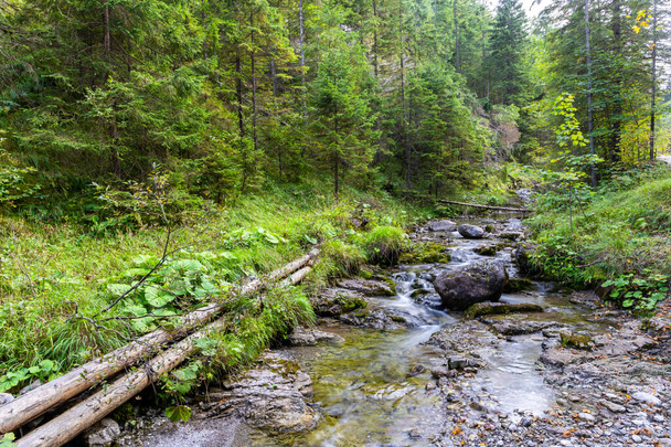 Virtaava vuoristovirta vehreässä rehevässä metsässä Dolina Strazyskan laaksossa Tatra-vuoristossa, Puola. - Valokuva, kuva