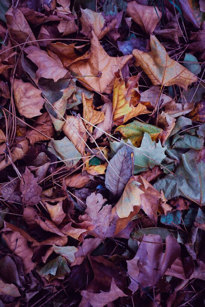 wielokolorowe suche liście na ziemi w sezonie jesiennym, jesienne liście i jesienne kolory  - Zdjęcie, obraz