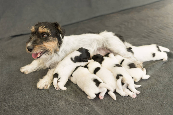 小さな犬の品種のゴミ。新生児犬子犬- 14日- Jack Russell Terrier doggies飲料ミルクオン彼女の母親 - 写真・画像