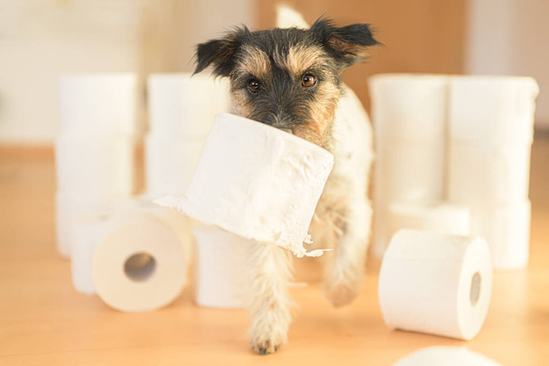Cute little Jack Russell Terrier pies jest zajęty papieru toaletowego.  - Zdjęcie, obraz