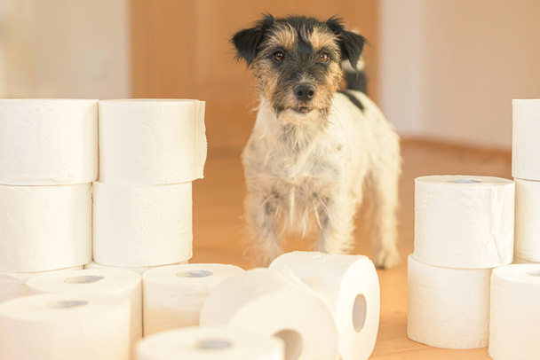 Cute little Jack Russell Terrier dog is busy with toilet paper.  - Fotografie, Obrázek