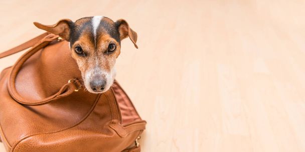 Mały uroczy pies Jack Russell Terrier siedzi w brązowej torebce i wygląda zabawnie. - Zdjęcie, obraz