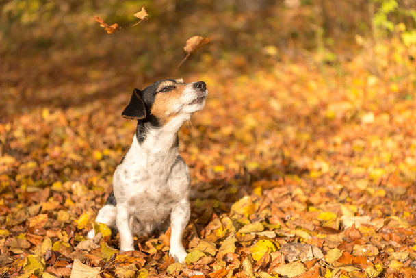 dog in the autumn forest - jack russell terrier - Photo, Image