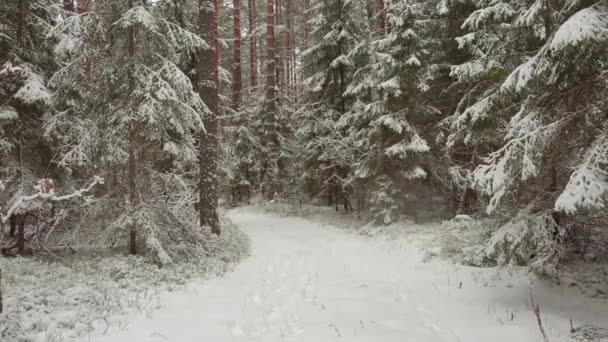 美しい冬の風景のドリー撮影。冬の森の新鮮な白. - 映像、動画
