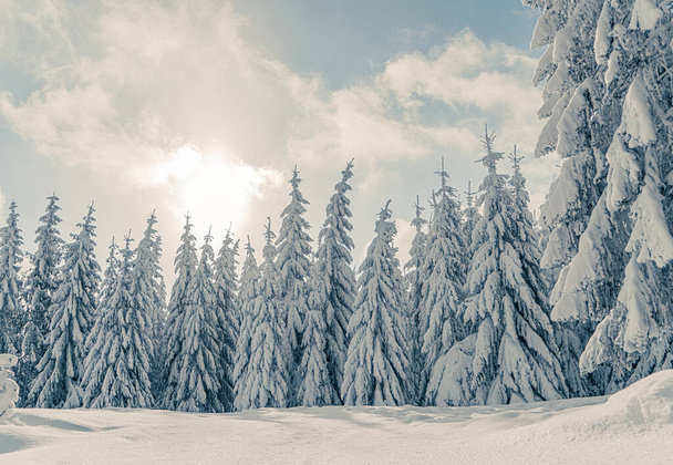 Bellissimi abeti innevati in montagne ghiacciate paesaggio al tramonto. Sfondo natalizio con alti abeti ricoperti di neve. Comprensorio sciistico. Biglietto d'auguri invernale. Felice anno nuovo - Foto, immagini