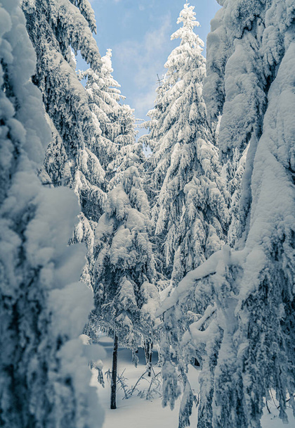 Gyönyörű havas fenyőfák fagyott hegyvidéki tájakon. Karácsonyi háttér magas fenyő fák borított hó az erdőben. Alpesi síközpont. Téli üdvözlőlap. Boldog új évet! - Fotó, kép