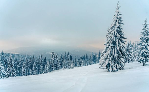 Красивые снежные ели в замерзших горах пейзаж на закате. Рождественский фон с высокими елками, покрытыми снегом. Зимняя открытка. С Новым годом - Фото, изображение