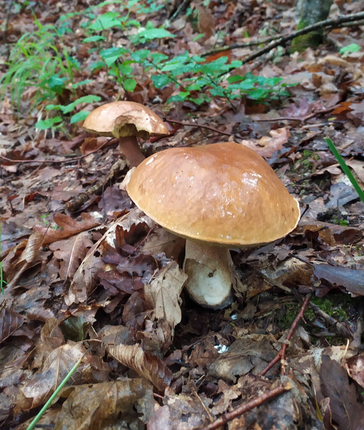 Cogumelos na floresta comestível e venenoso boleto amarelo vermelho preto branco - Foto, Imagem