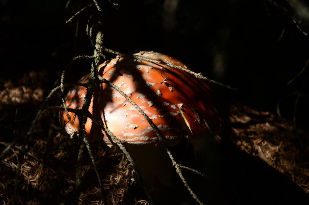 Zbliżenie trujący młody Mucha agaric grzyb w słoneczny jesienny las. - Zdjęcie, obraz