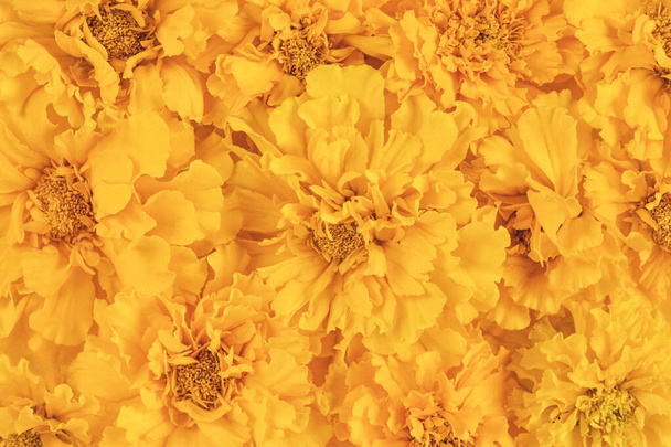 bright yellow and orange colored blooming marigold flowers background - Photo, Image