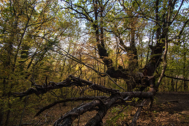 Mystical tree in the autumn forest - Фото, зображення