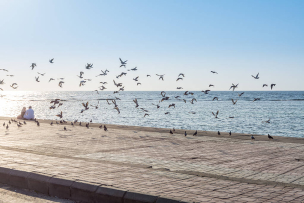 A group of pegeons flying at the Jeddah Corniche, 30 km coastal resort area of the city of Jeddah. Located along the Red Sea, features a coastal road, recreation areas, pavilions and civic sculptures - Foto, Imagen