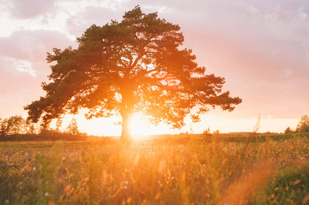 A tree in a field against the backdrop of a beautiful sunset - Fotografie, Obrázek