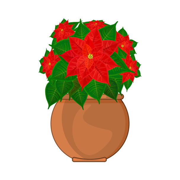 Poinsettia plant in pot isolated on white background. Christmas star traditional symbol of Christmas and New year. Bloom flower with green leaves and red petals in ceramic flowerpot. Stock vector illustration - Vector, Image