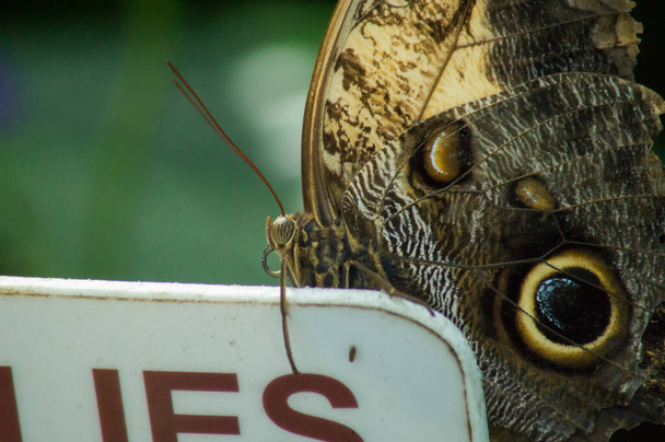 a csodálatos bagoly pillangó egy pillangó konzervatóriumban - Fotó, kép