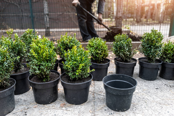 Many small plastic pots with fresh evergreen buxus boxwood bushes prepared for planting at ornamental garden along house path. Seasonal plant transplantation. Gardener with shovel dig soil background - Photo, Image