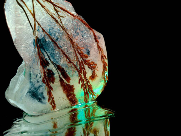 épillets congelés dans un morceau de glace d'une forme inhabituelle et illuminés dans l'obscurité en macro photographie créative - Photo, image