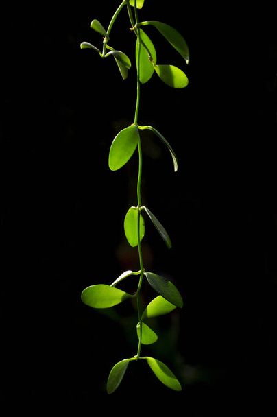 A vertical shot of a green branch with leaves isolated on a black background - 写真・画像