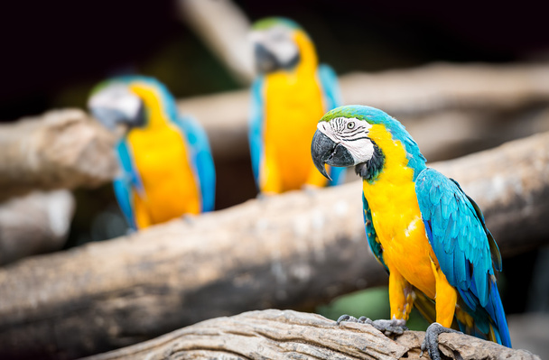 Skupina papoušek - Fotografie, Obrázek