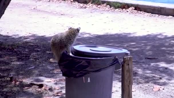 Guaxinim roubando comida de uma lata de lixo e fugindo - Filmagem, Vídeo