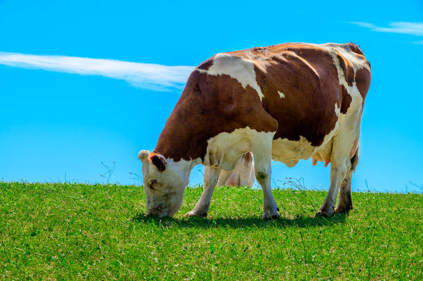 Producción de ruedas de queso Comte en el Jura inferior, Francia, Montbeliards o francés Rebaño de vacas Simmental pastando hierba en pastos verdes en los meses de verano - Foto, Imagen