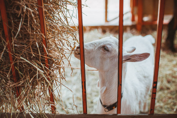 A white goat chews hay in a barn. Keeping animals on the farm. Contact zoo - Фото, изображение