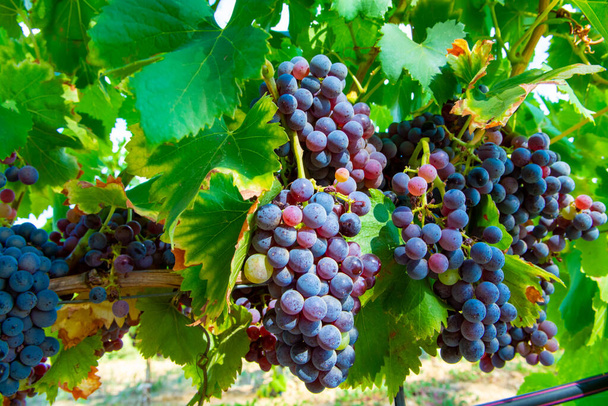 Uve mature di carignana nera o blu che utilizzano per la produzione di vino rosato o rosso pronto per la vendemmia nei vigneti di Cotes de Provence, regione Provenza, sud della Francia - Foto, immagini