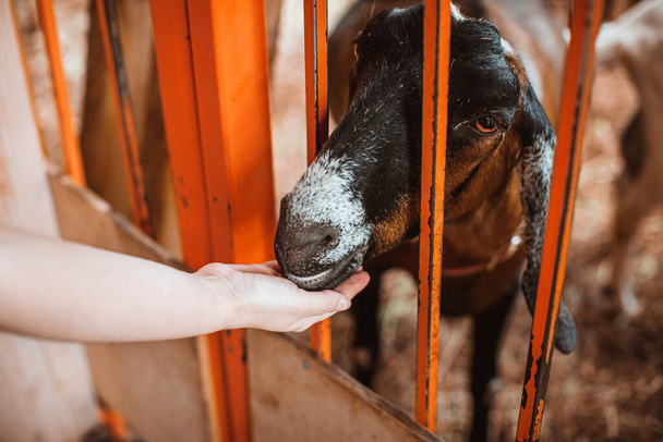 A fold-eared Anglo-Nubian goat is hand-fed at a petting zoo. Keeping animals on the farm - Photo, Image
