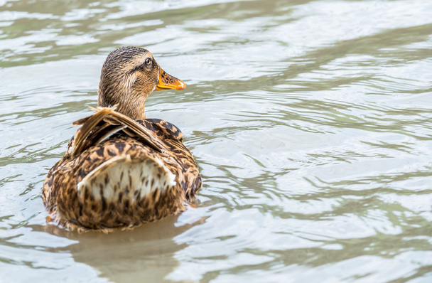 mallard duck - Zdjęcie, obraz